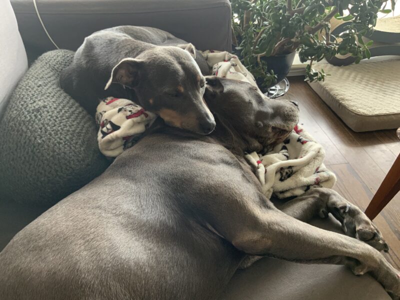 Luna using Hugo’s head as a pillow