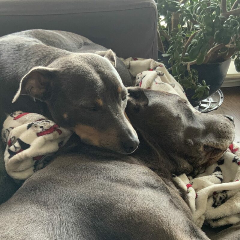 Luna using Hugo’s head as a pillow