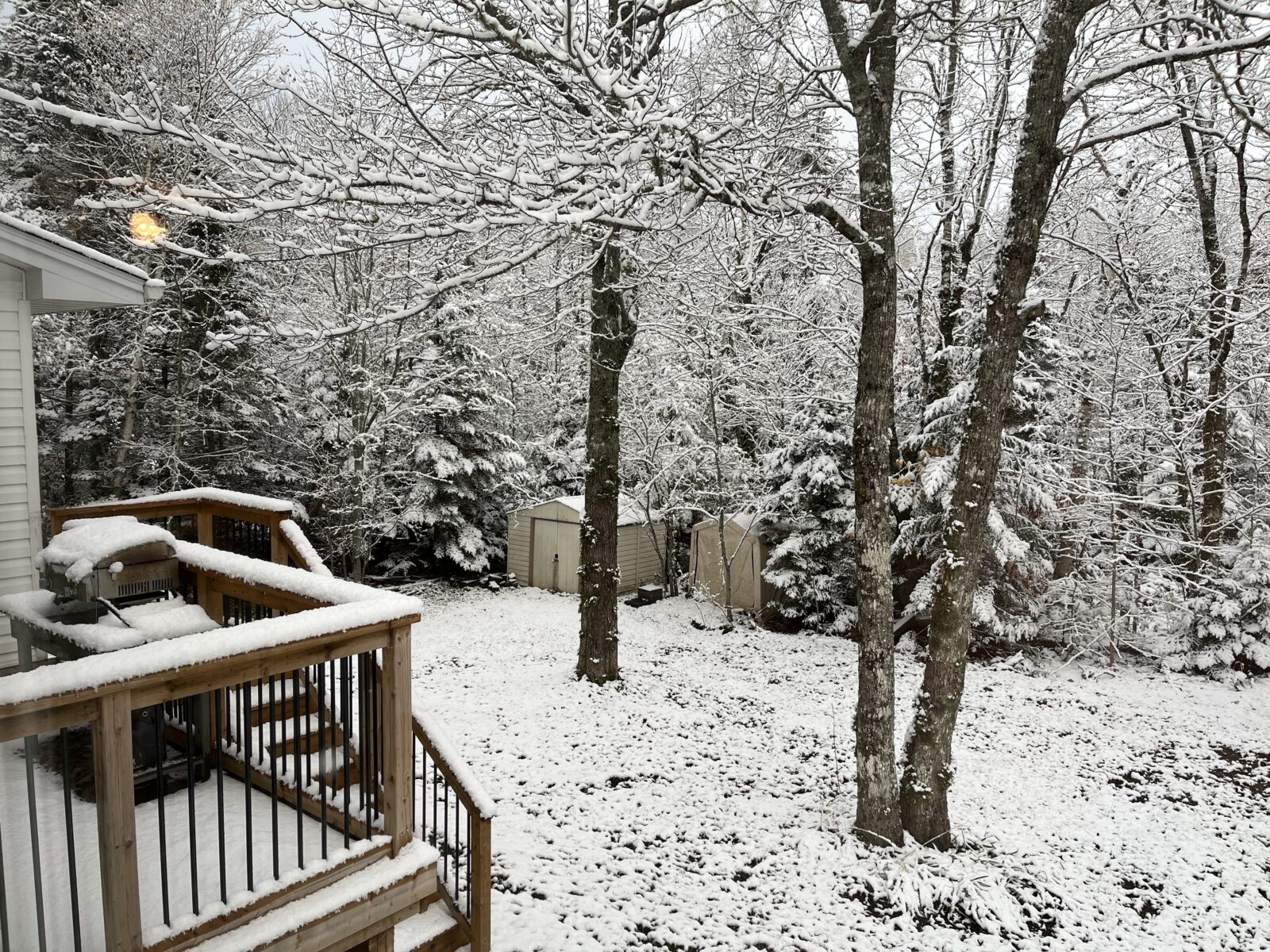 the view of my backyard with the lawn, shed, and trees covered in a few centimetres of snow.