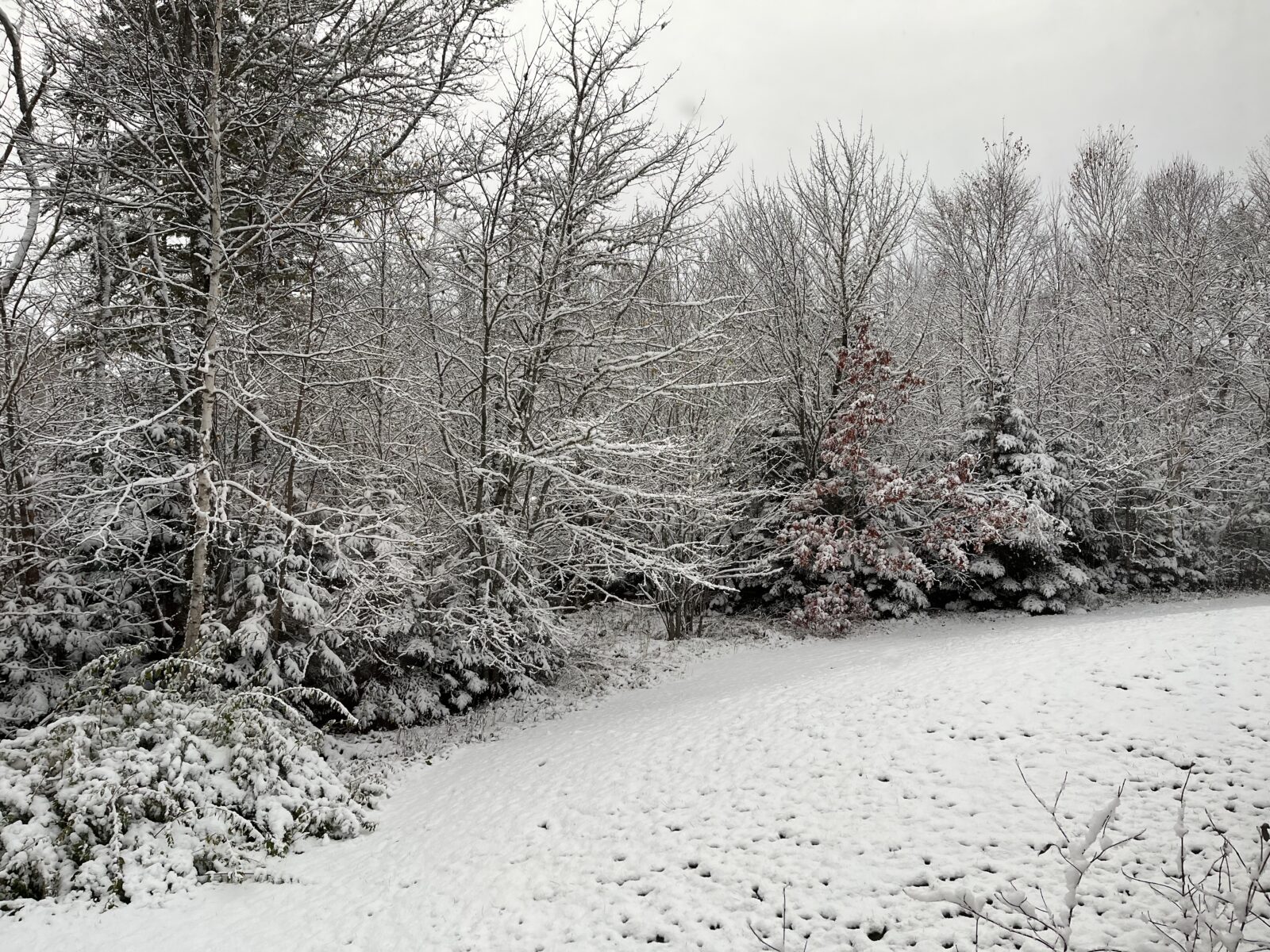 the view of my side yard with the lawn and trees covered in a few centimetres of snow.