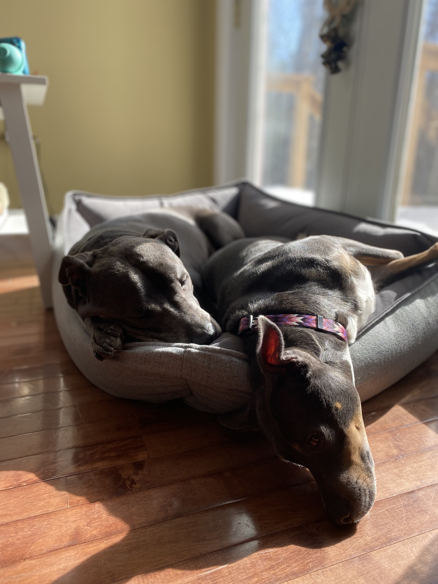 Large grey dog bed next to patio doors. Hugo asleep on the left and Luna sprawled out asleep on the right.  