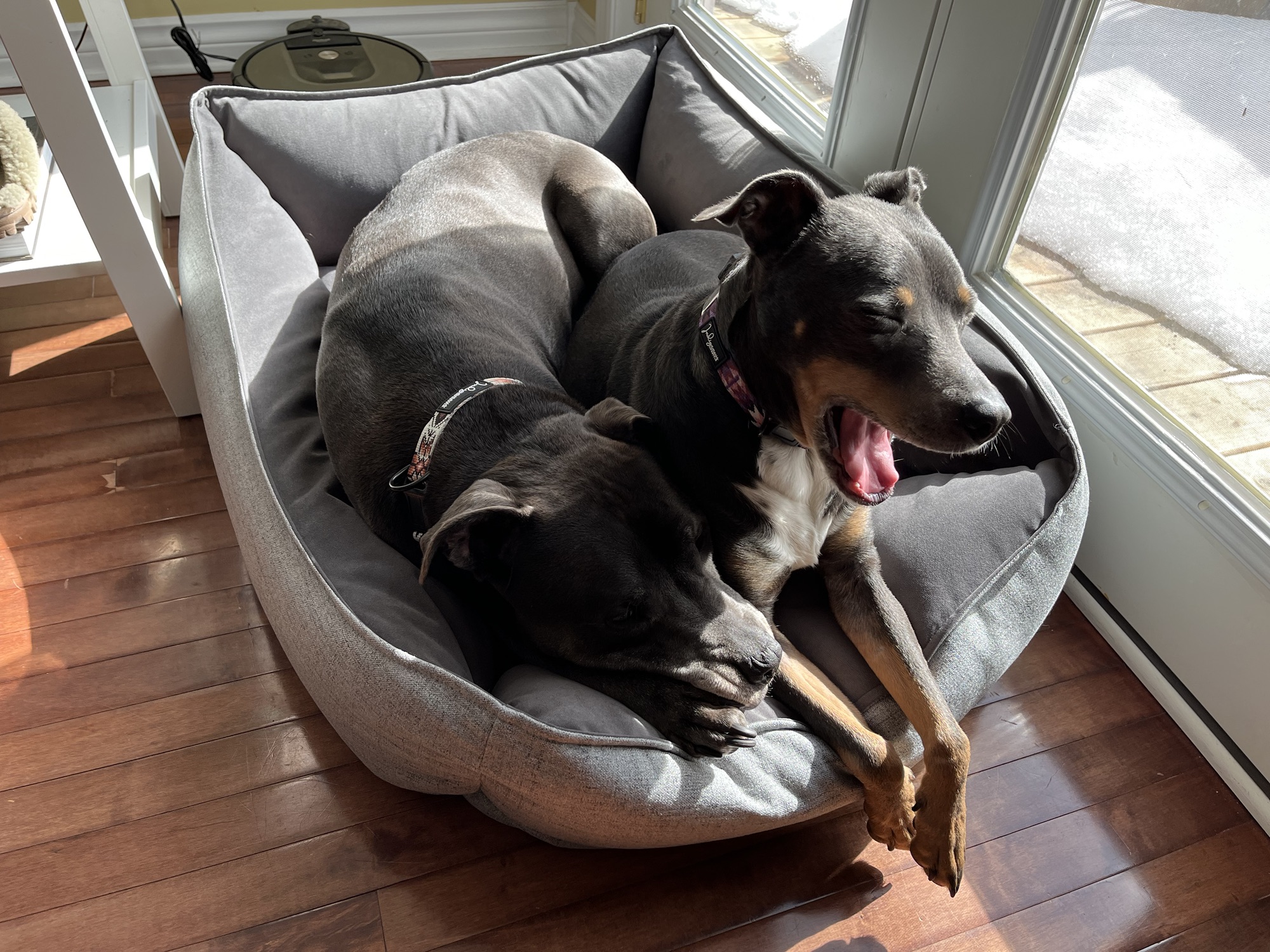 Close up of grey dog bed next to patio doors. Hugo on the left and Luna yawning on the right as she settles in. 