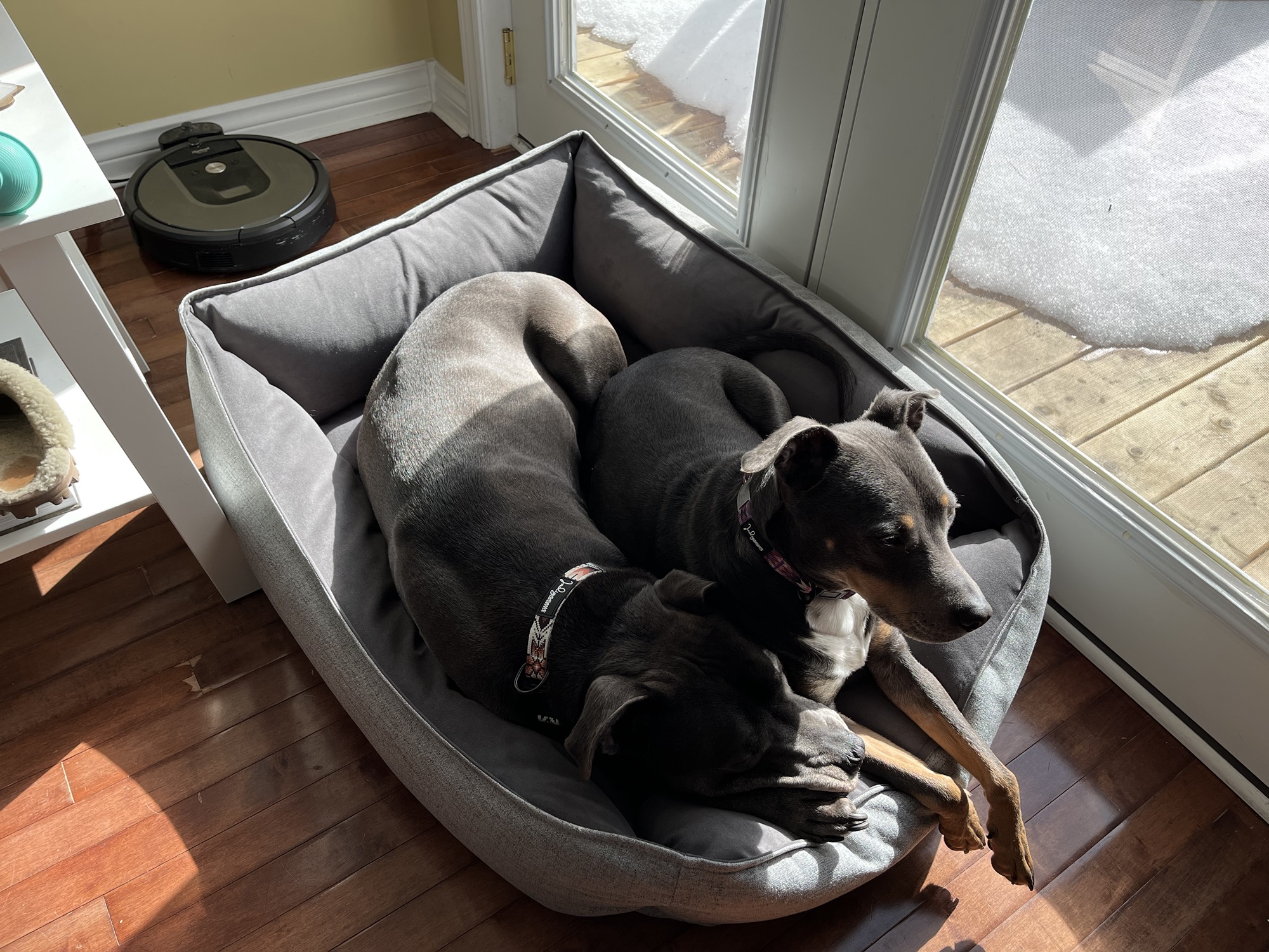 Large grey dog bed next to patio doors. Hugo on the left and Luna sitting alert on the right. 