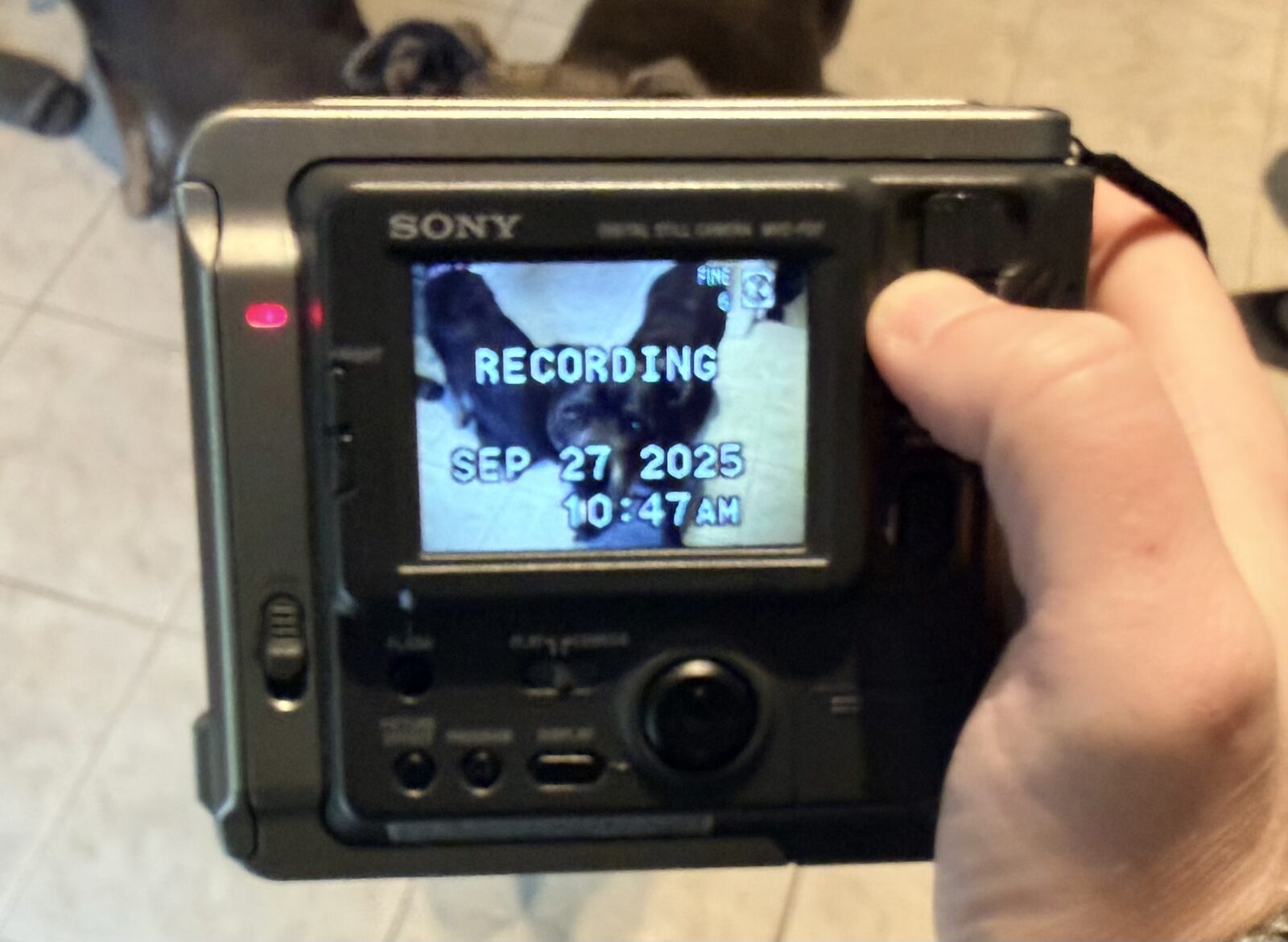 The back display of the Sony Digital Mavica MVC-FD7 while “Recording” a still image of my Pitbull Hugo to floppy disk