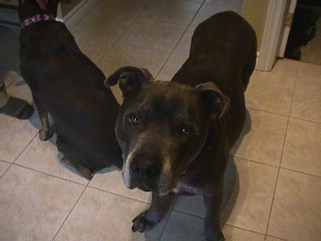 Hugo the 11 year old Bluenose Pitbull as captured by the Sony Mavica MVC-FD7 camera that is 17 years older than he is