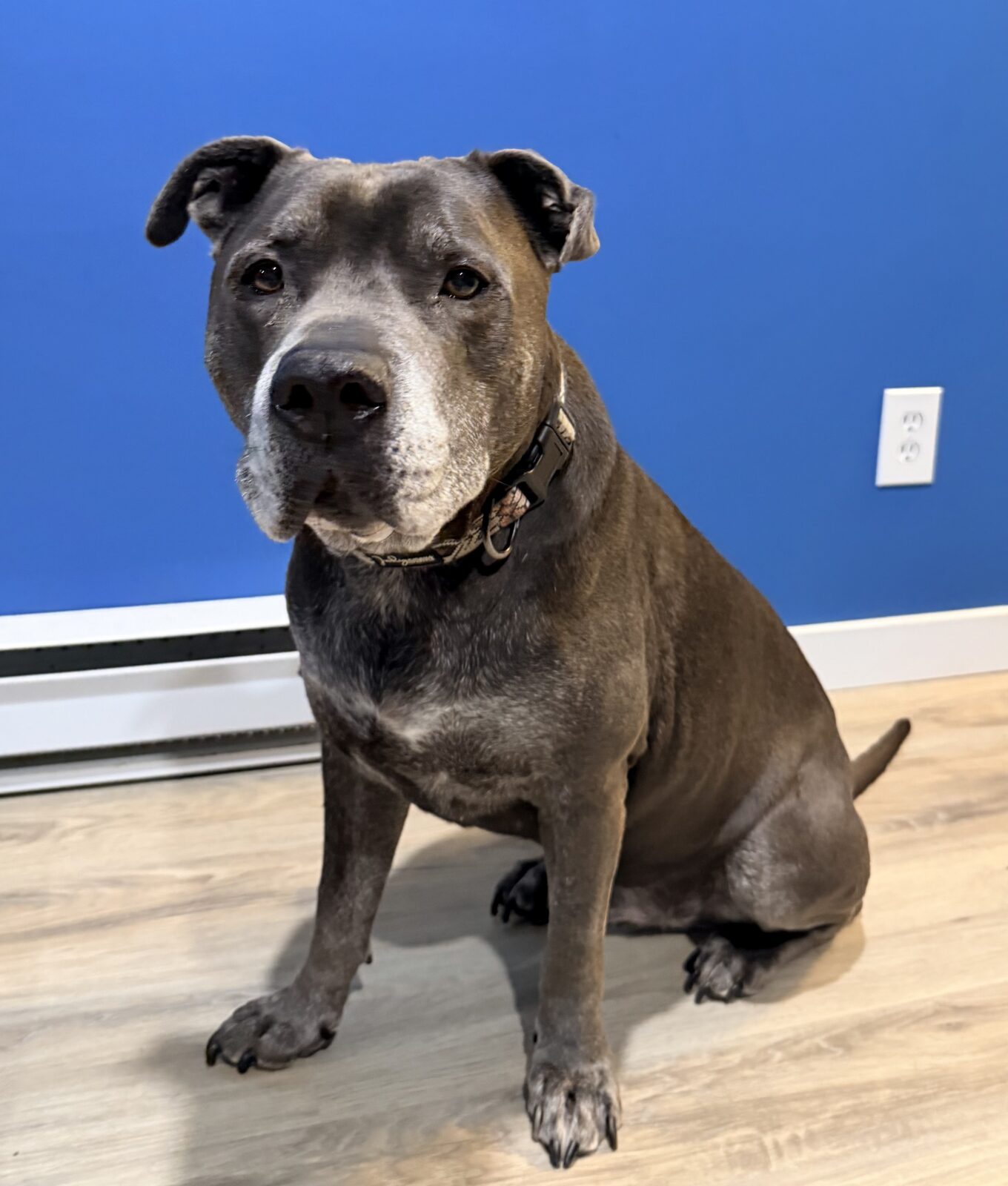 11 year old Hugo, the blue nose pitbull sitting patiently for a photo