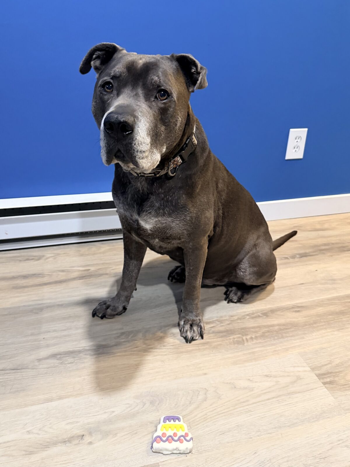 Hugo patiently waiting for his “cake” (a dog treat cookie)