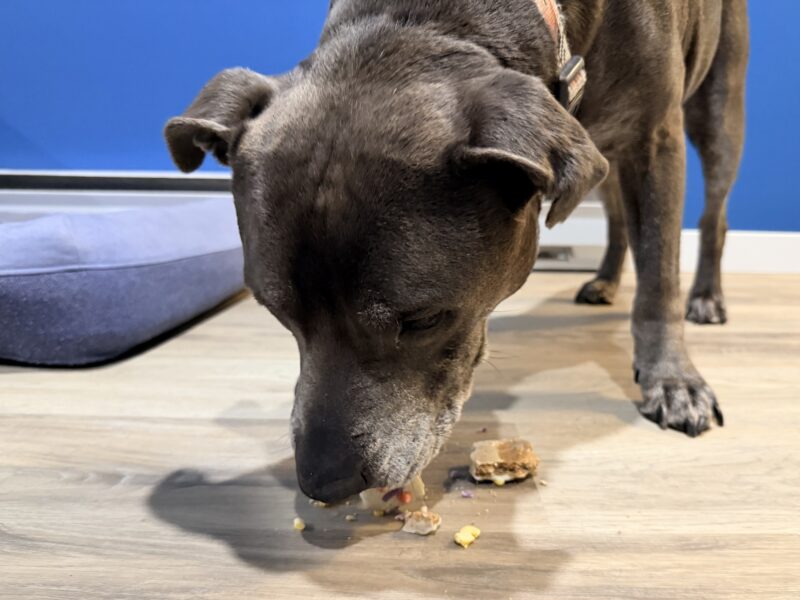 Hugo eating his birthday cookie with some crumbs on the floor
