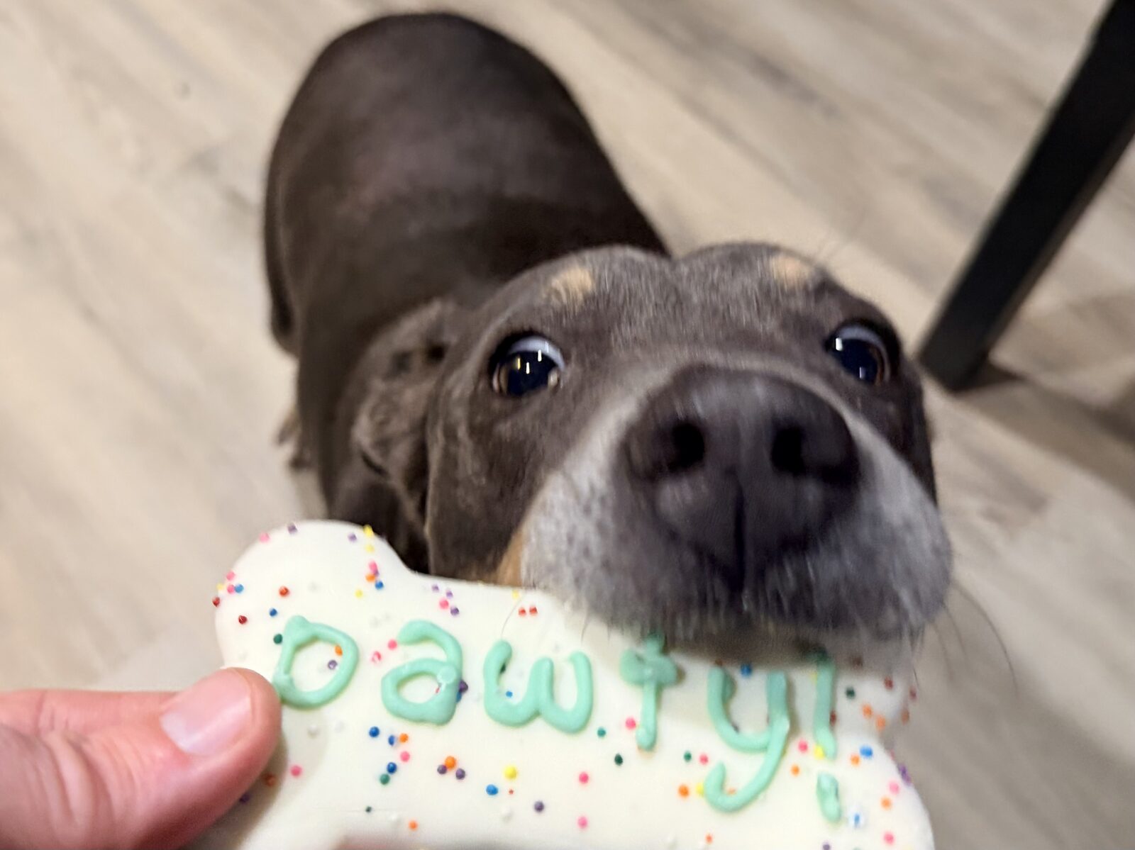 Up close snout shot of Luna excitedly taking her “pawty” dog treat cookie