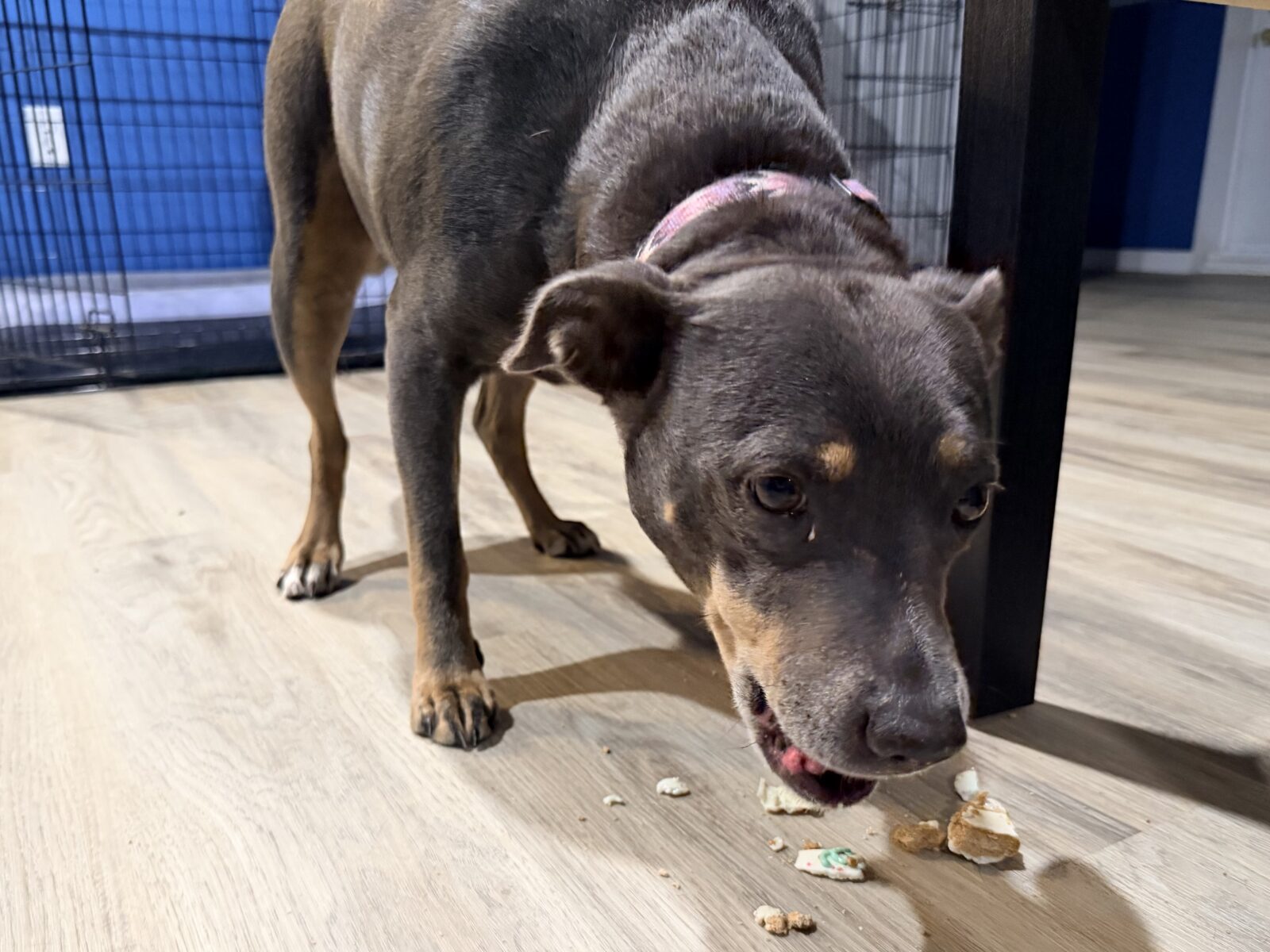 Luna eagerly eating her cookie. The floor below her is covered in cookie chunks.